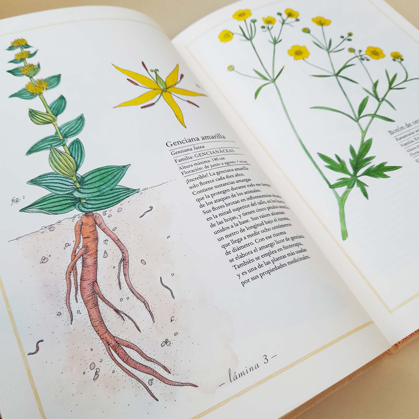 Inventario ilustrado de flores - GATOPEZ Librería